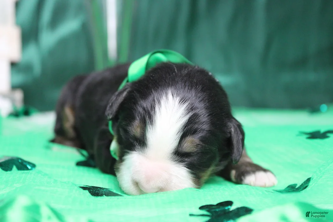 Bernese Mountain Dog dogs for sale: Riley  - Ad 3