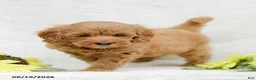 Mini Goldendoodle dogs for sale: Leon - Ad 16