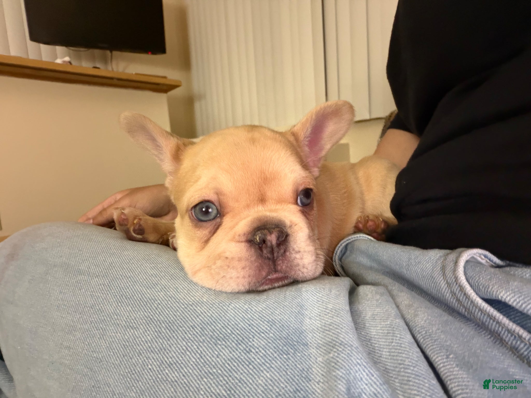 French Bulldog dogs French Bulldog Puppy 1 - Ad 20