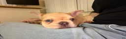 French Bulldog dogs for sale: French Bulldog Puppy 1 - Ad 1