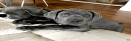 Cane Corso dogs for sale: Cane Corso Puppy 6 - Ad 2