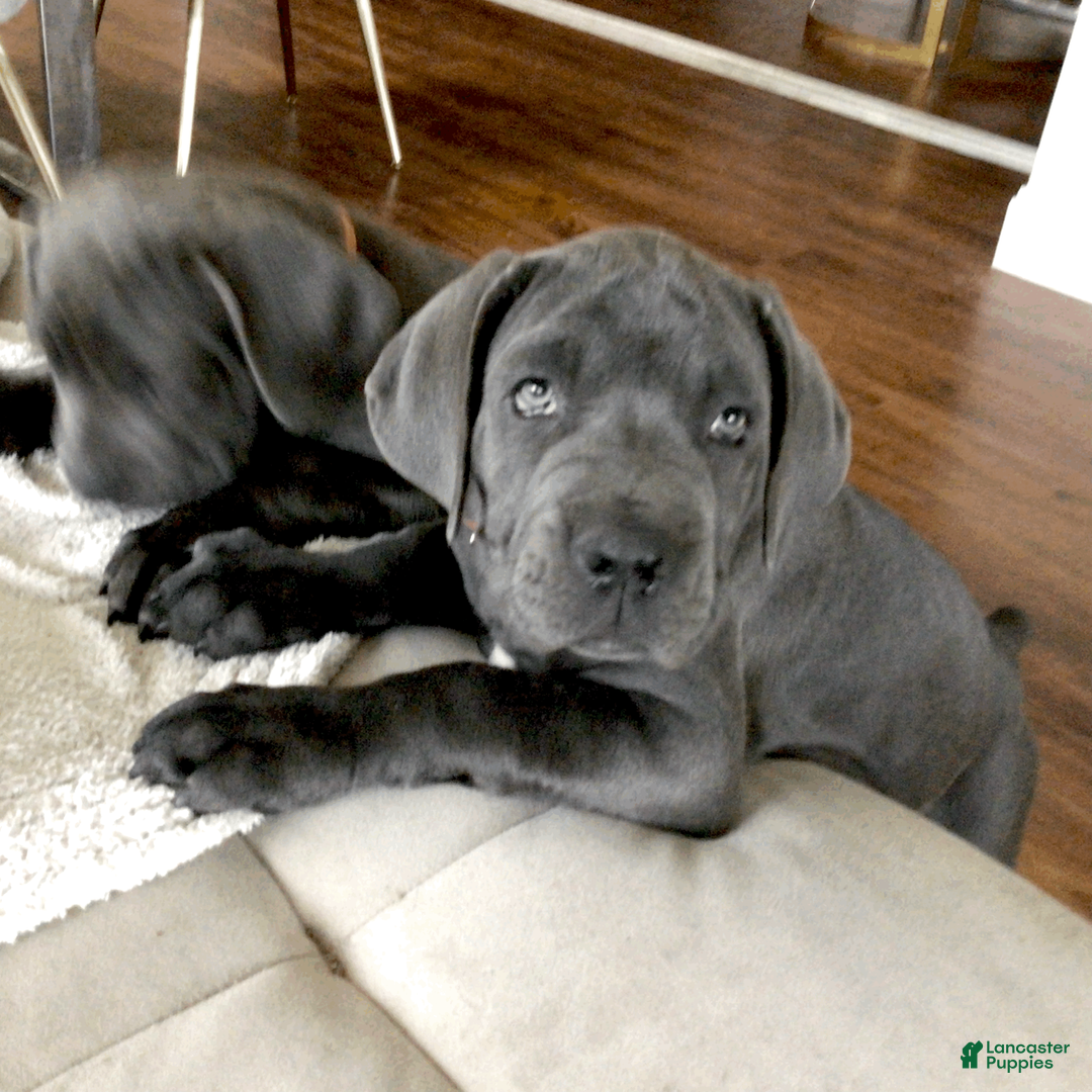 Cane Corso dogs for sale: Cane Corso Puppy 6 - Ad 2