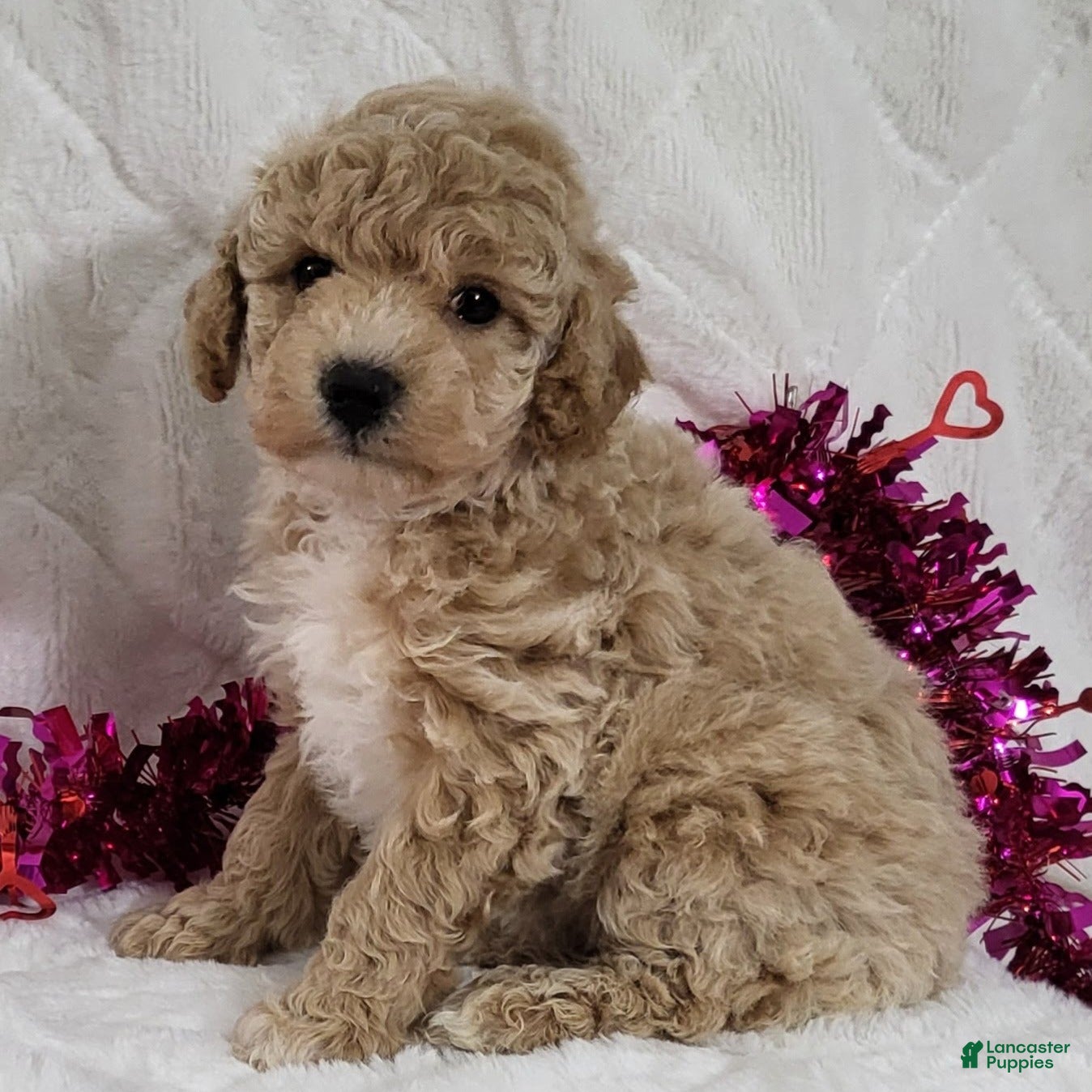 Bichpoo dogs Russel  - Ad 13