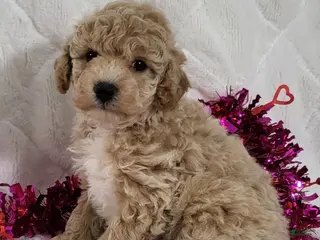 Bichpoo dogs Russel - Ad 22