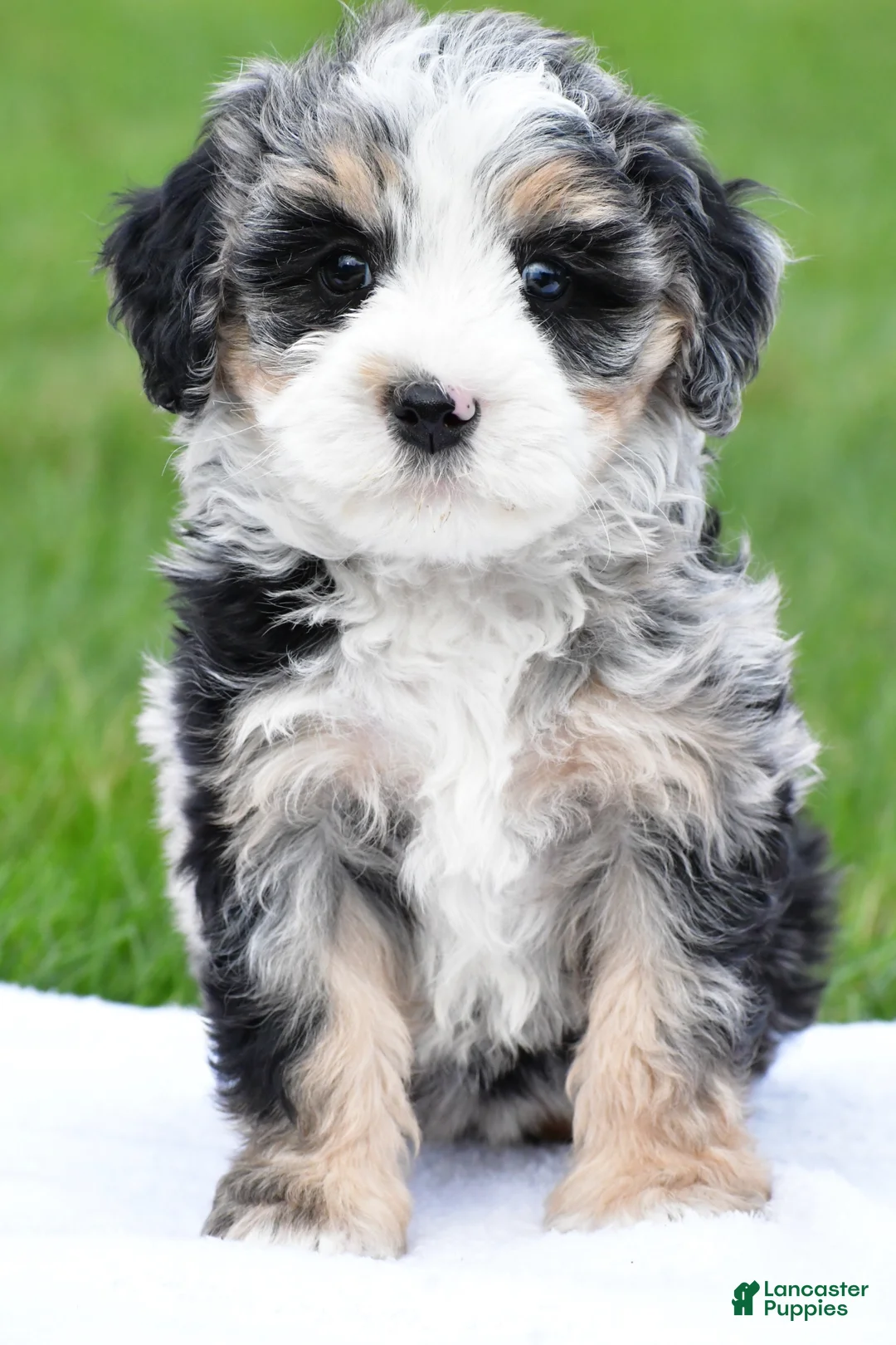Bernedoodle dogs for sale: Blossom - Ad 1