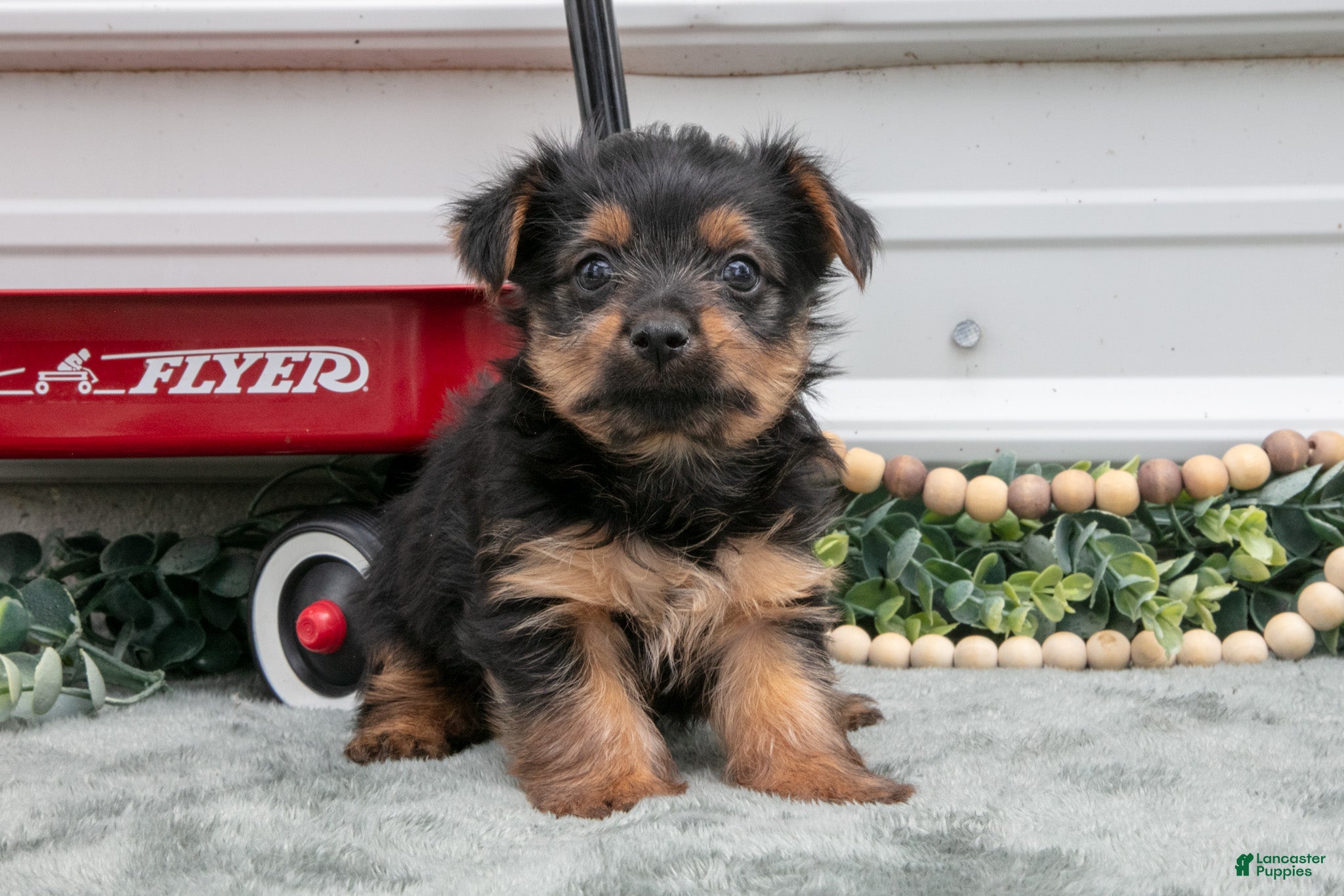 Yorkshire Terrier dogs Johnny - Ad 1