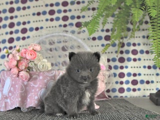 Pomeranian dogs - Ad 29