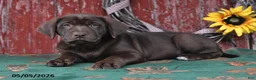 Labrador Retriever dogs for sale: Lucy - Ad 2