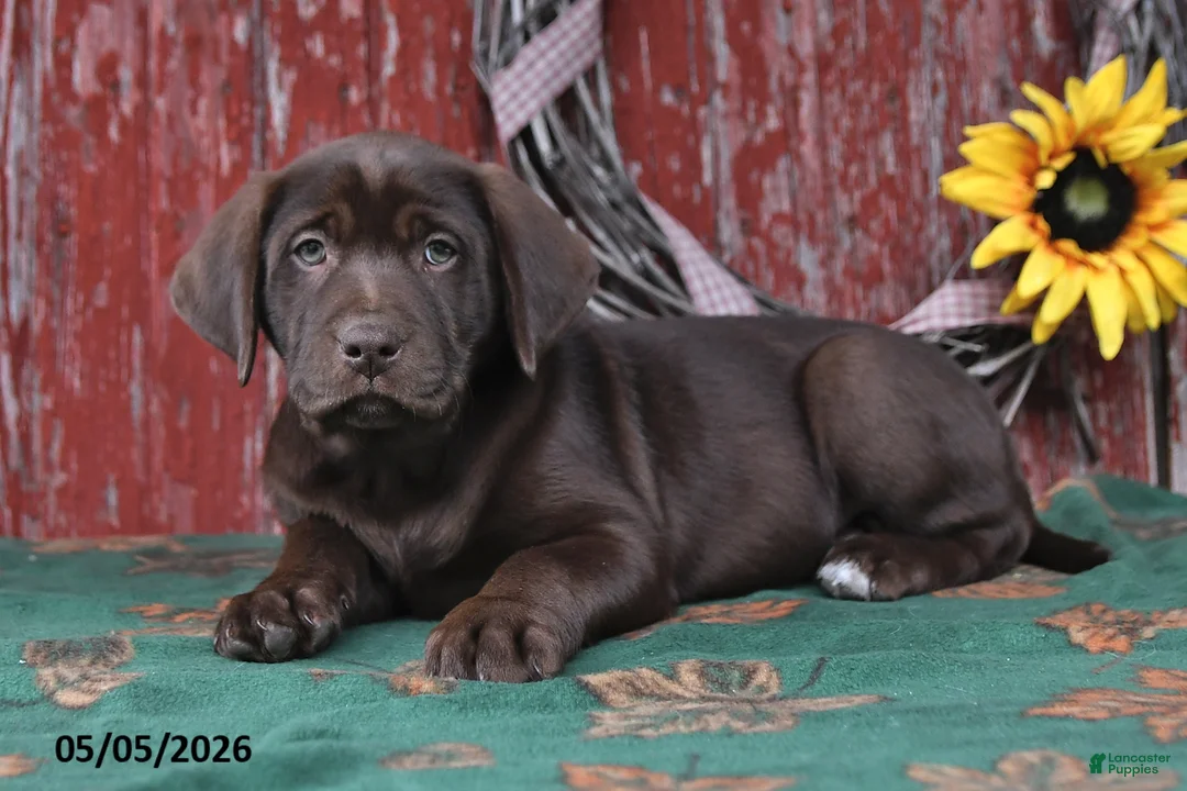 Labrador Retriever dogs for sale: Lucy - Ad 2