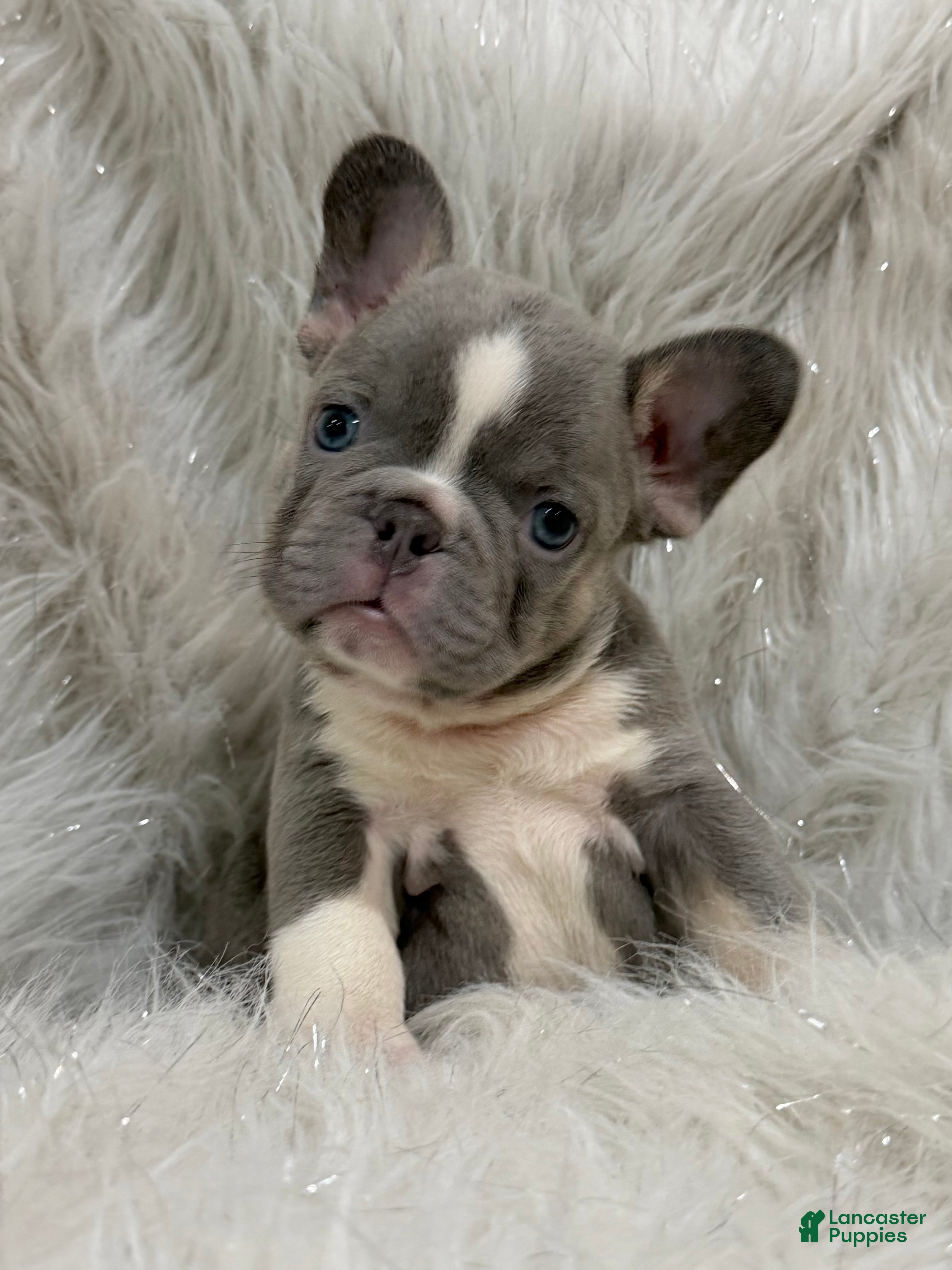 French Bulldog dogs Cinderella  - Ad 1