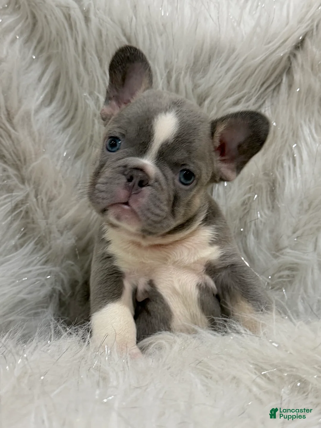 French Bulldog dogs for sale: Cinderella  - Ad 1