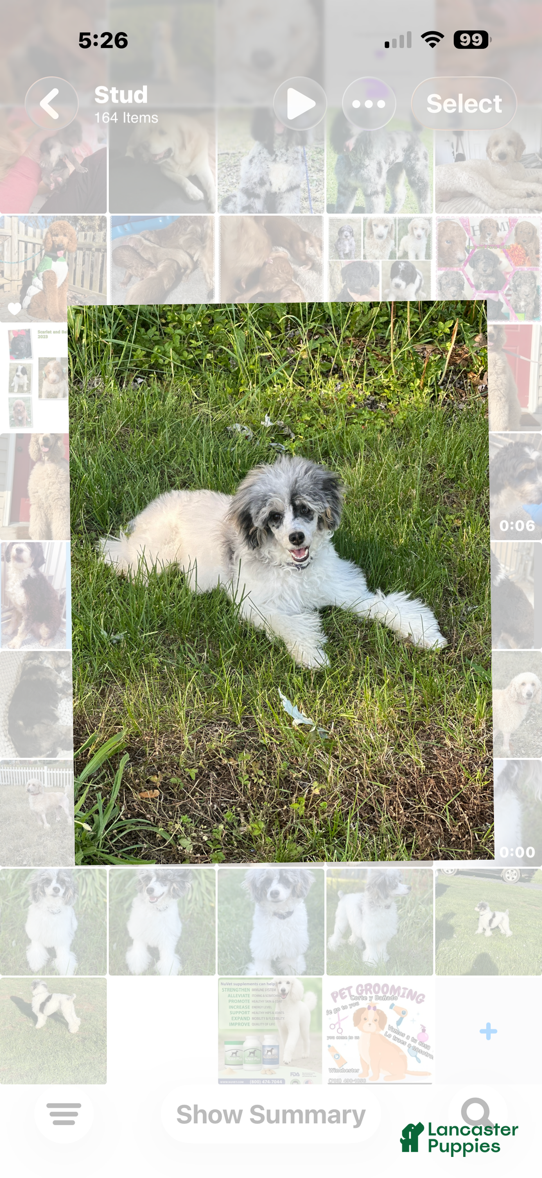Miniature Poodle dogs for stud: Tri color Merle  - Ad 2