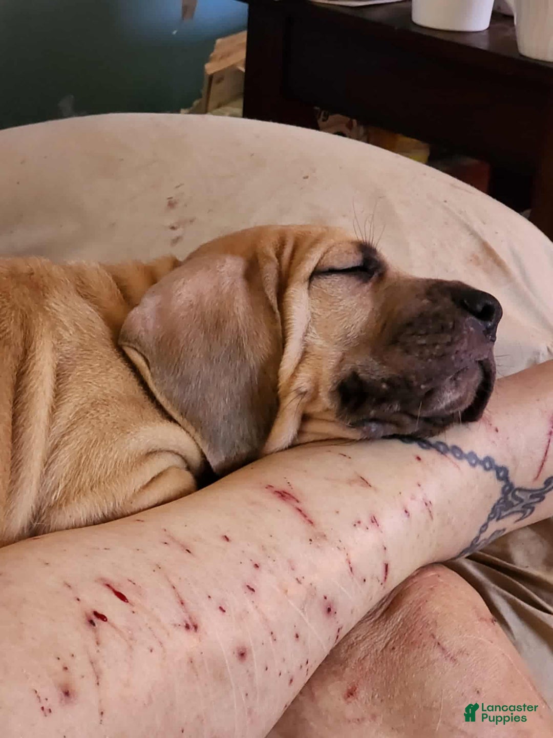 Great Dane dogs for sale: Prince Charming - Ad 7