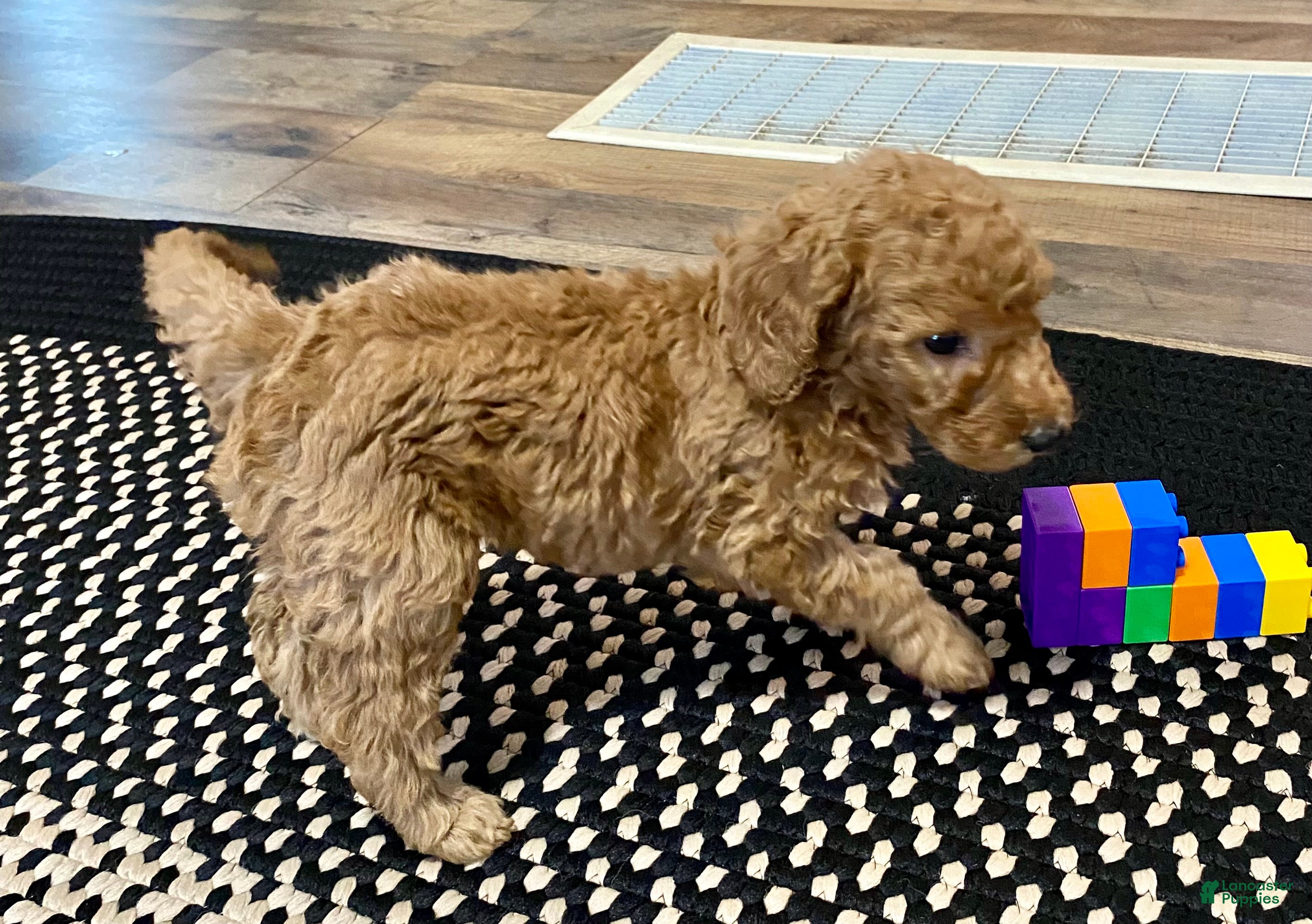 Standard Poodle dogs Abagail - Ad 36