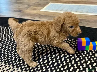 Standard Poodle dogs Abagail - Ad 36