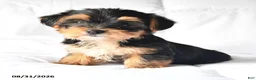 Yorkshire Terrier dogs for sale: Amos - Ad 3
