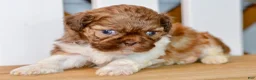 Shih Tzu dogs for sale: Brett - Ad 3