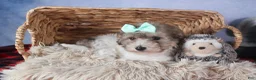 Bichpoo dogs for sale: Sunshine - Ad 6