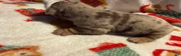Olde English Bulldogge dogs for sale: Tri Chocolate Merle  - Ad 5
