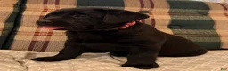 Labrador Retriever dogs for sale: Abby - Ad 4