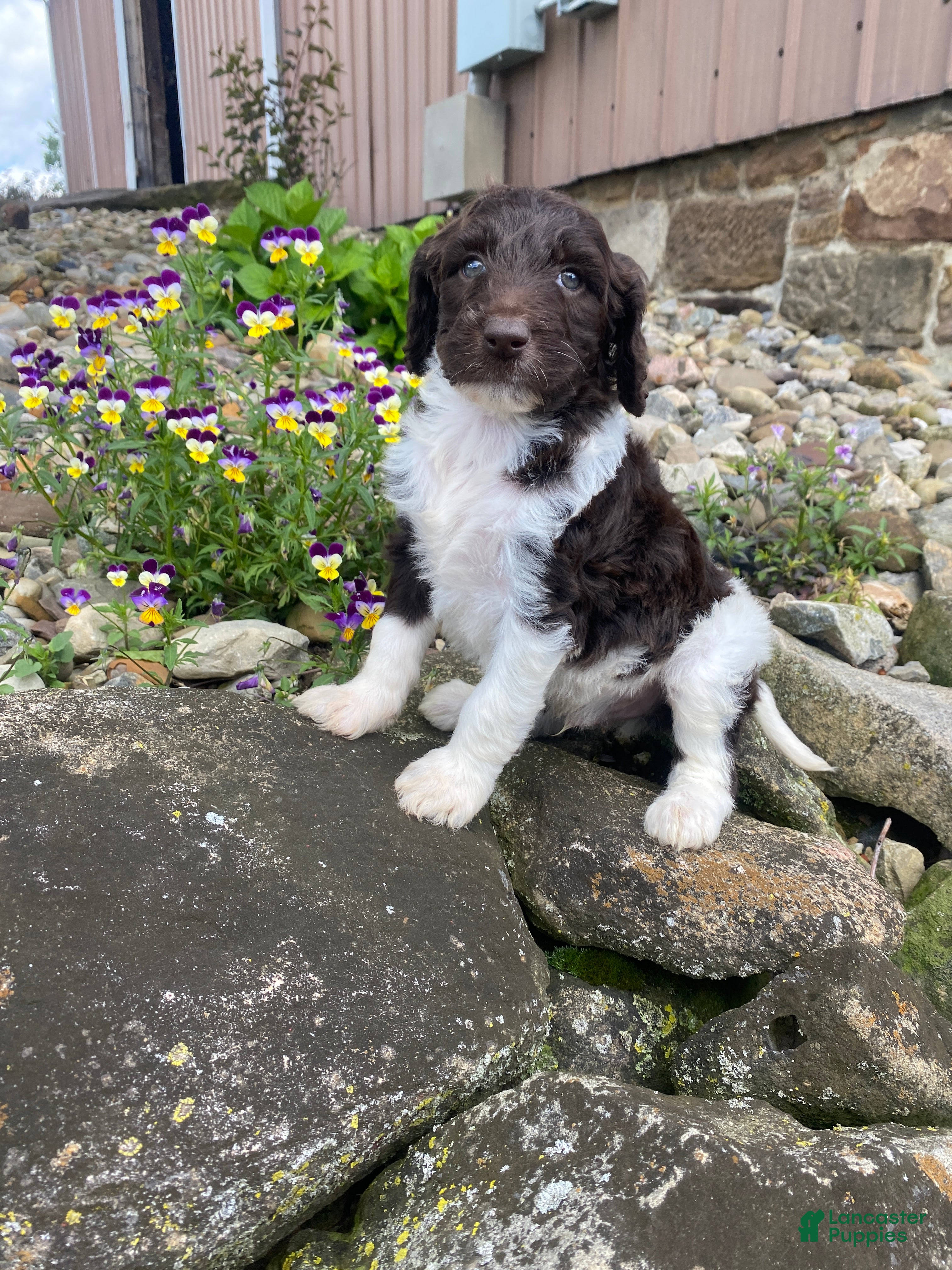 Labradoodle dogs F1bb Finn - Ad 2