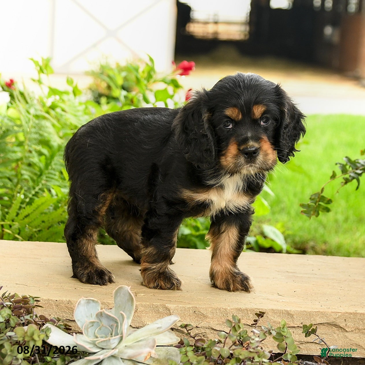 English Cocker Spaniel dogs Laura - Ad 1