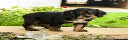 English Cocker Spaniel dogs for sale: Laura - Ad 1
