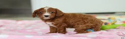 Cavapoo dogs for sale: Roxy  - Ad 8