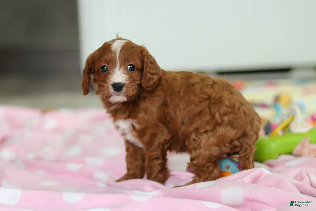 Cavapoo dogs for sale: Roxy  - Ad 8