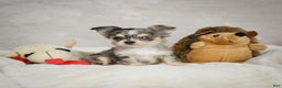 Chihuahua dogs for sale: Bella - Ad 4