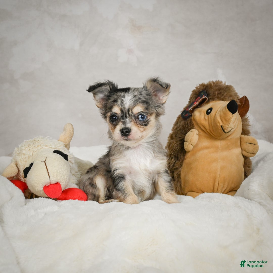 Chihuahua dogs for sale: Bella - Ad 4