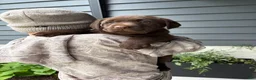 Labrador Retriever dogs for sale: Callie - Ad 4