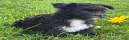 Morkie dogs for sale: Zoey - Ad 18