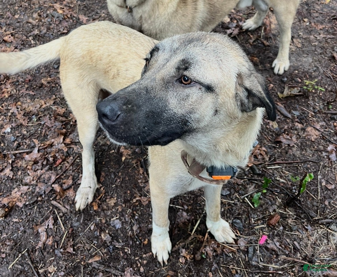 Anatolian Shepherd dogs Anatolian Shepherd Puppy 1 - Ad 2