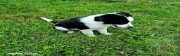 Border Collie dogs for sale: Charlie - Ad 3