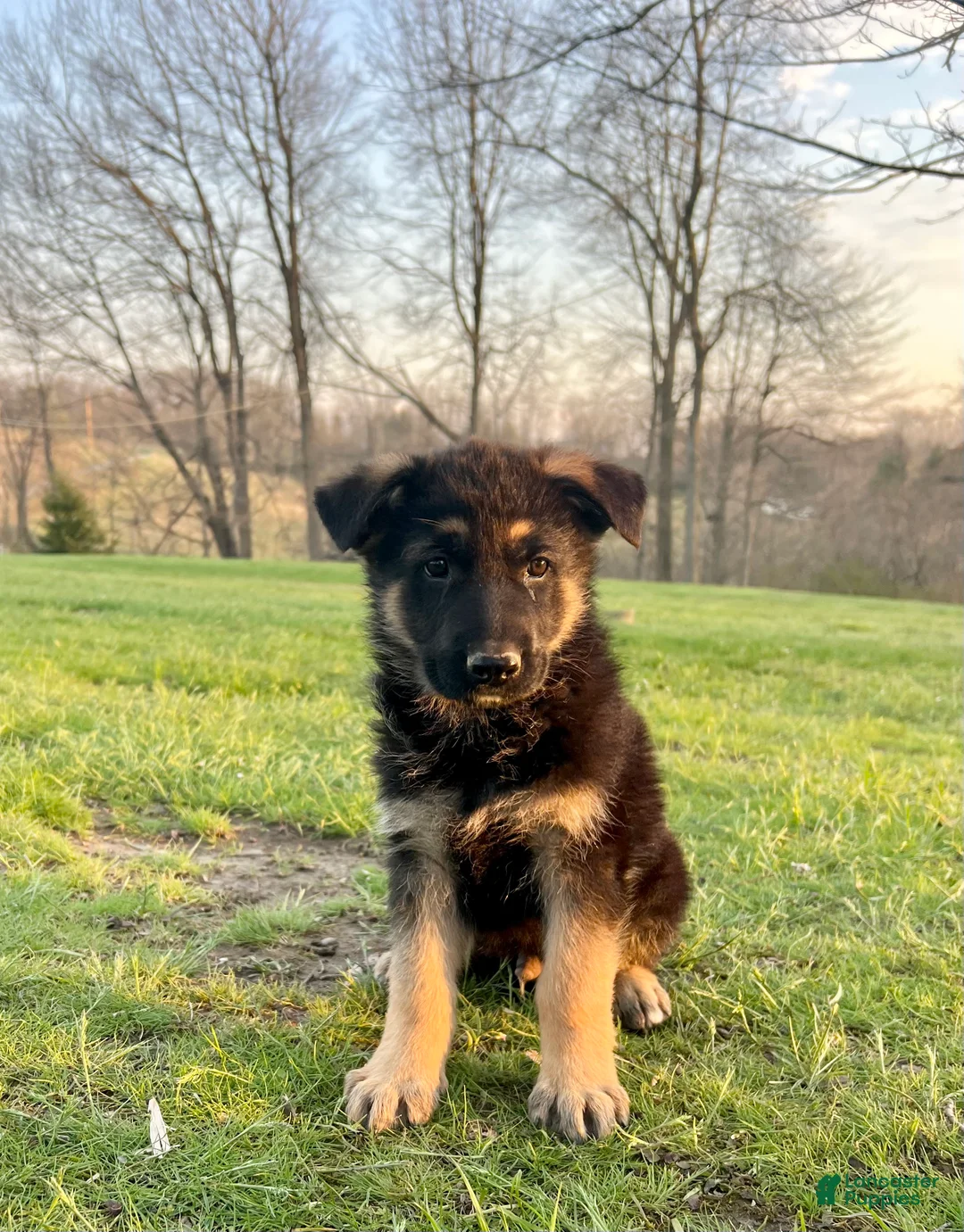 German Shepherd dogs for sale: Magnum - Ad 1