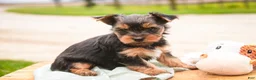 Yorkshire Terrier dogs for sale: Tahoe - Ad 3
