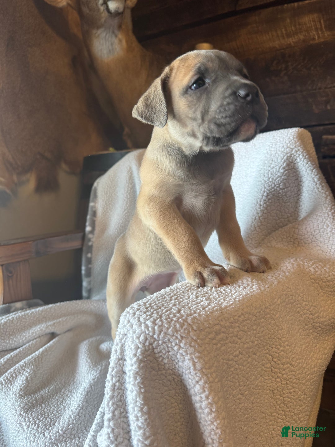Cane Corso dogs for sale: Nugget  - Ad 2