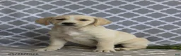 Mixed Breed dogs for sale: Rachel - Ad 3