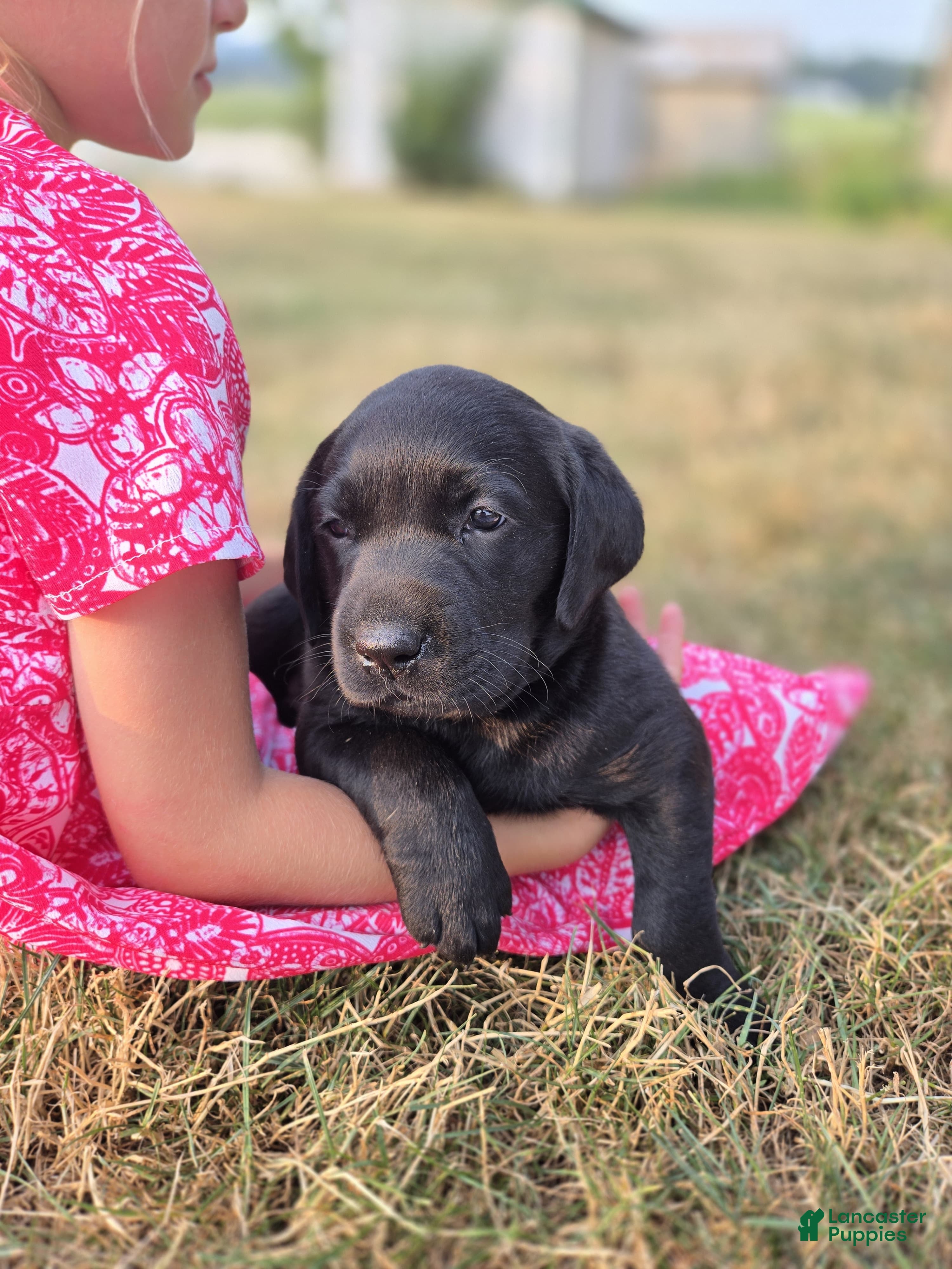 Labrador Retriever dogs Queen - Ad 1