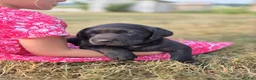 Labrador Retriever dogs for sale: Queen - Ad 1