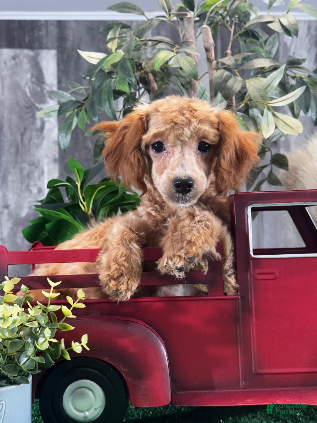Toy Poodle dogs for sale: Nancy  - Ad 2