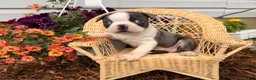 Boston Terrier dogs for sale: Bluey  - Ad 1