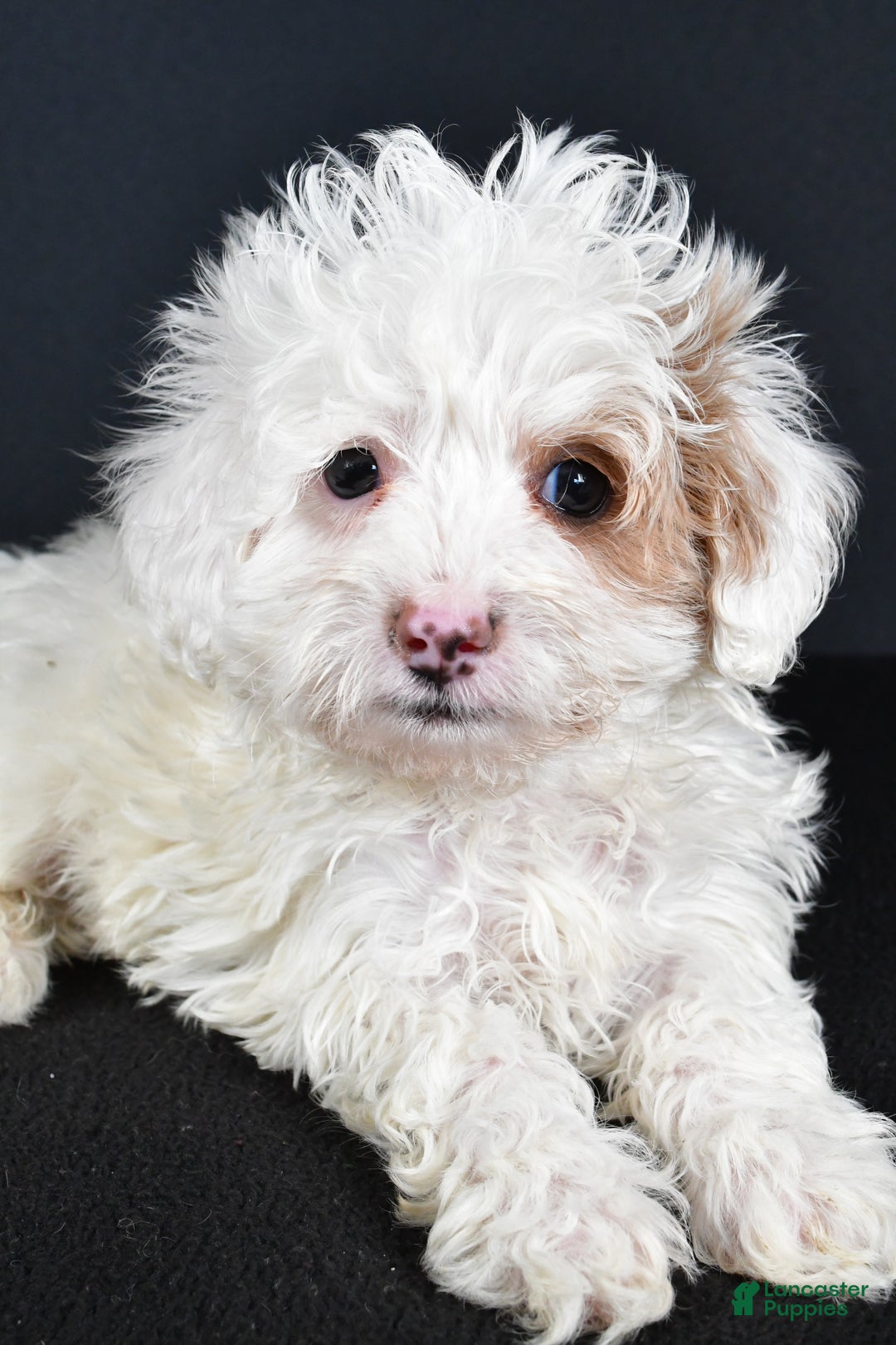 Havapoo dogs for sale: Autumn - Ad 2