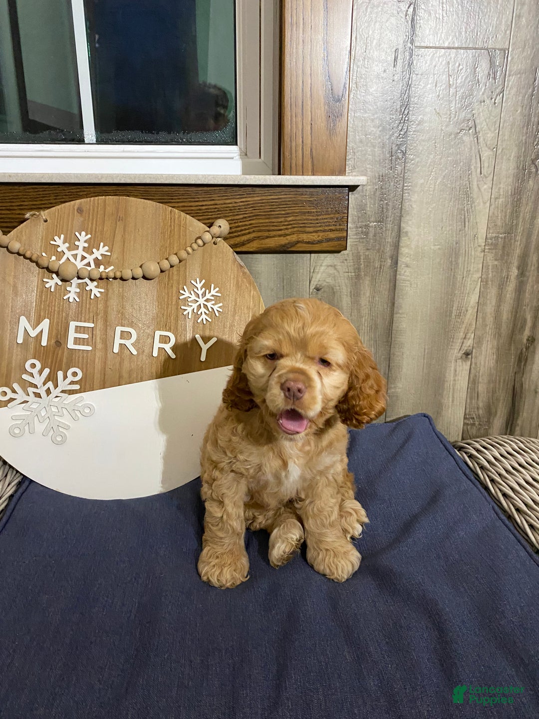 Cocker Spaniel dogs for sale: Ike - Ad 5