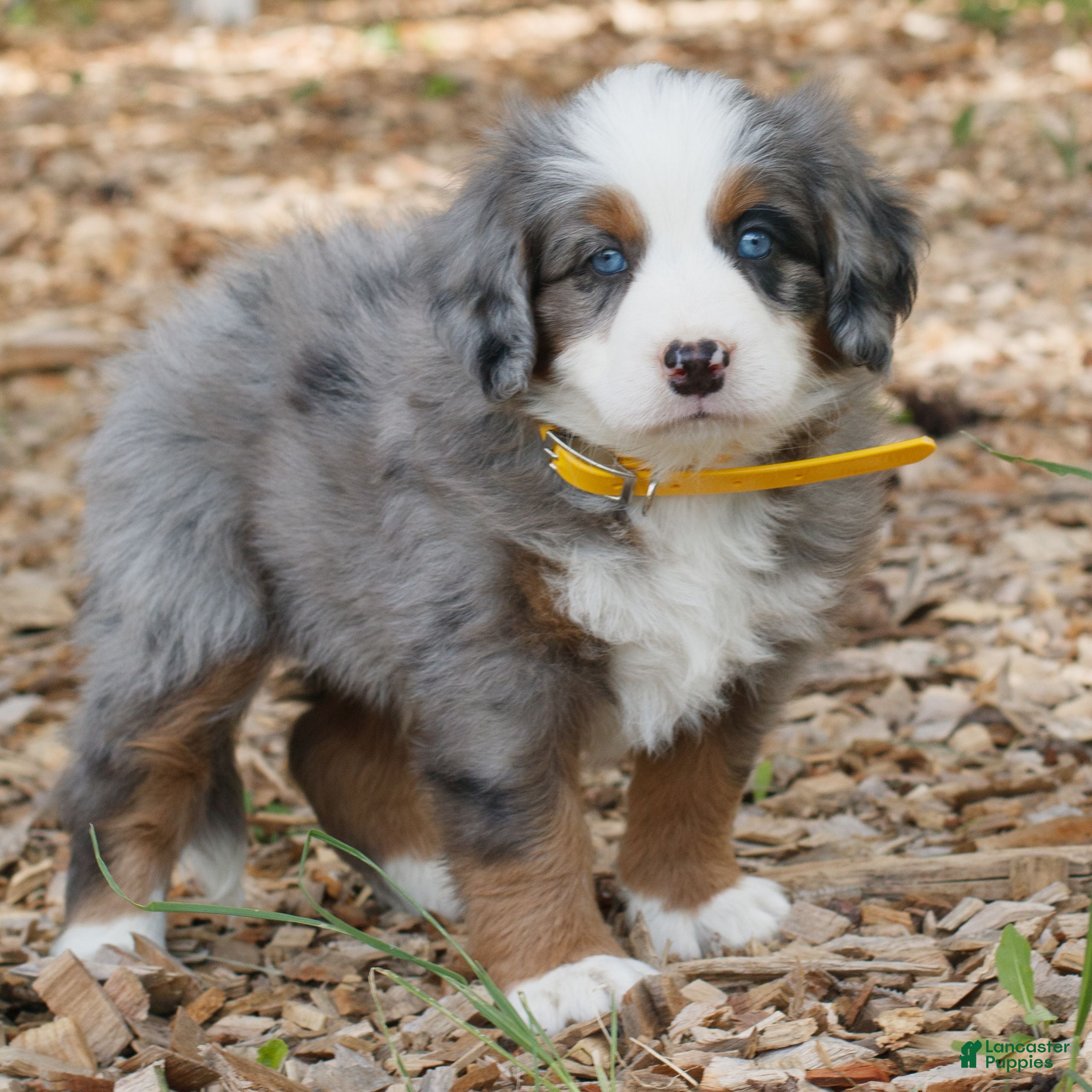 Mini Bernedoodle dogs Carter  - Ad 2