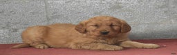 Golden Retriever dogs for sale: Della - Ad 4