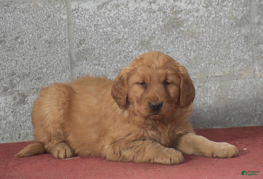 Golden Retriever dogs for sale: Della - Ad 4