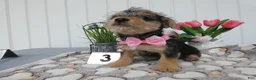 Chorkie dogs for sale: Chorkie 2 Polly - Ad 5