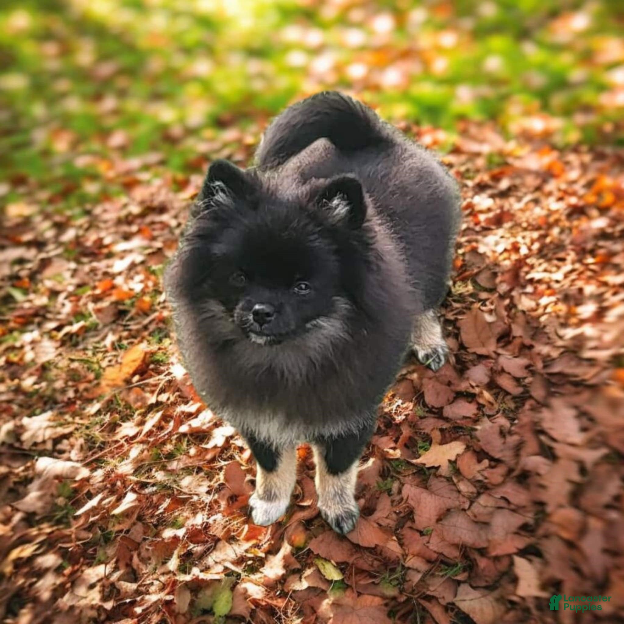 Pomeranian dogs Pomeranian Puppy 1 - Ad 9